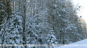 Интерактивную карту особо охраняемых природных территорий разрабатывают в Беларуси