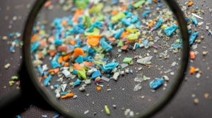Количество микропластика в человеческом мозге увеличилось на 50% за последние 8 лет