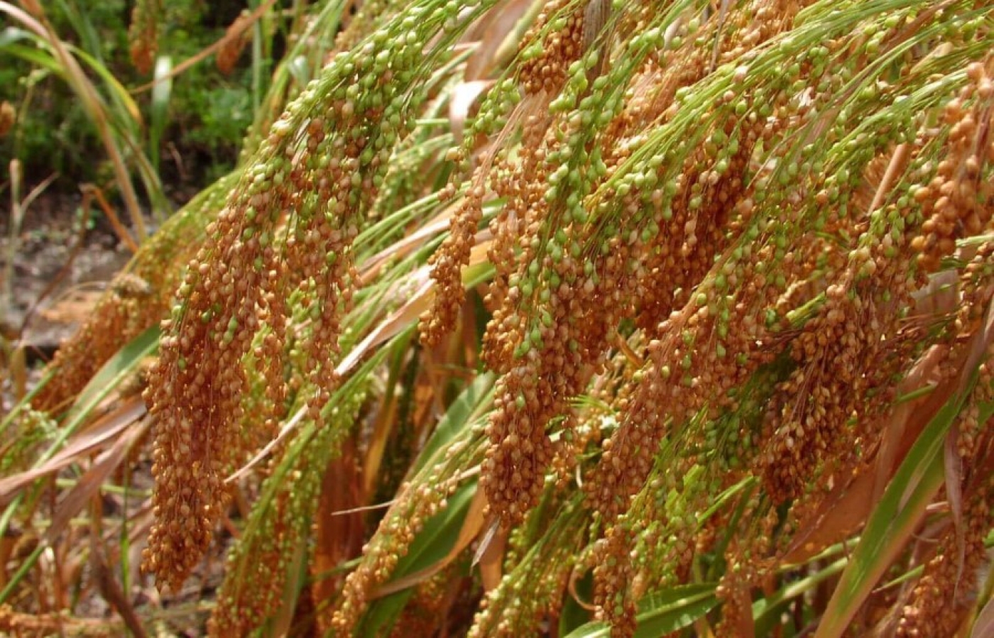 Аграрии республики убрали более 61% посевных площадей проса