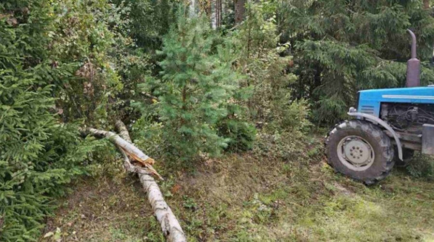 Мужчину насмерть придавило деревом в Барановичском районе