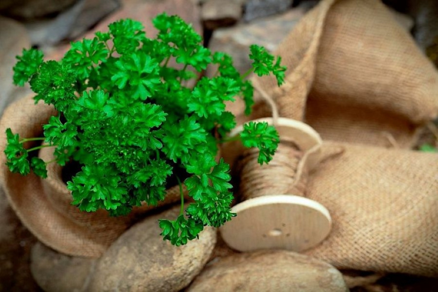 Самый быстрый способ вырастить петрушку – всходы пойдут моментально