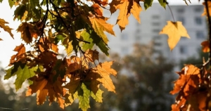 Погода в Беларуси 28 октября: дожди, слабый туман и от 0 °С до +10 °С