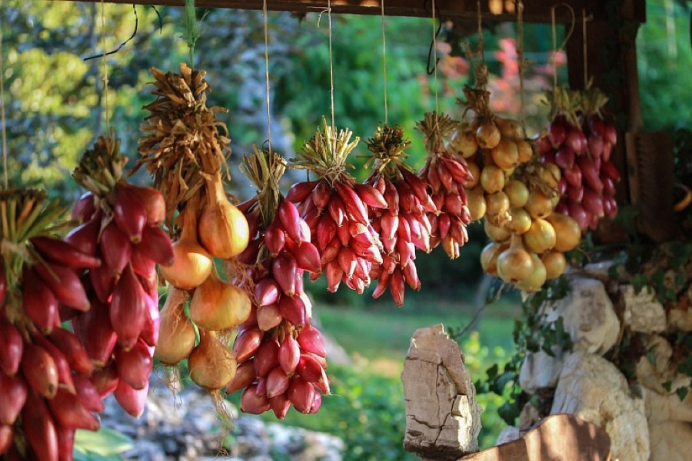 Когда сажать лук в 2026 году – лучшие дни для посева весной