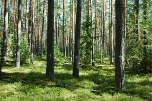 Исследования в Березинском заповеднике подтвердили высокую степень сохранности биоразнообразия лесов