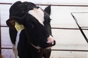 В Беларуси в этом году планируется переместить 71 тыс. телят в современные профилактории