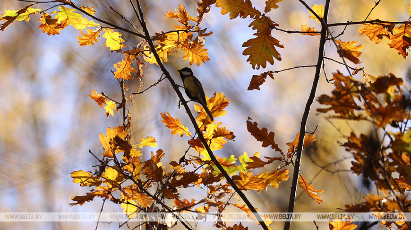 Порывистый ветер и кратковременные дожди прогнозируются в Беларуси 9 ноября