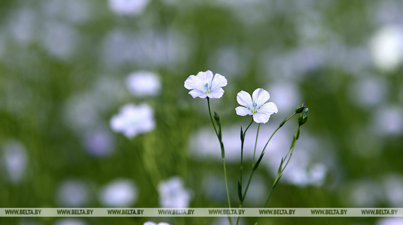 Сильные дожди и грозы ожидаются сегодня в Беларуси