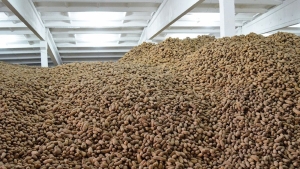 Аграрии Беларуси планируют вырастить более 1 млн т картофеля