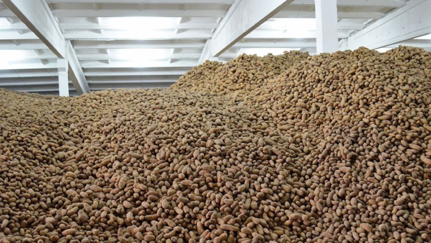 Аграрии Беларуси планируют вырастить более 1 млн т картофеля