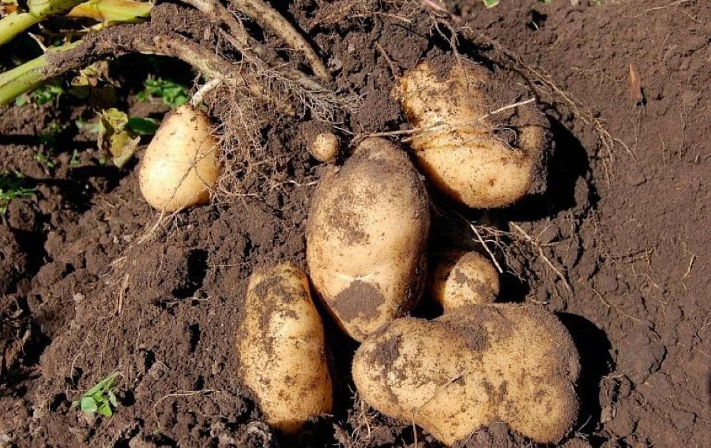 Назван сорт картошки, который созревает за 60 дней