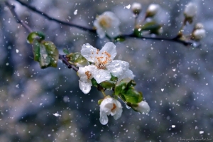 Ночные заморозки и порывистый ветер ожидаются в Беларуси 20 апреля