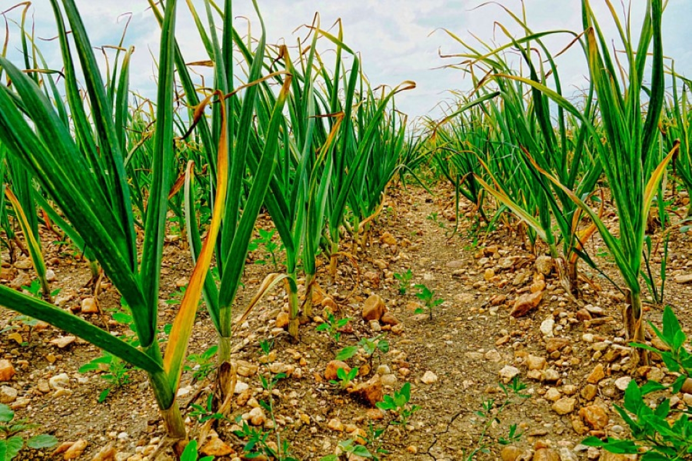 Чеснок обожает это удобрение – особенно в июне