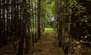 Только в шести районах Беларуси можно входить в лес без ограничений
