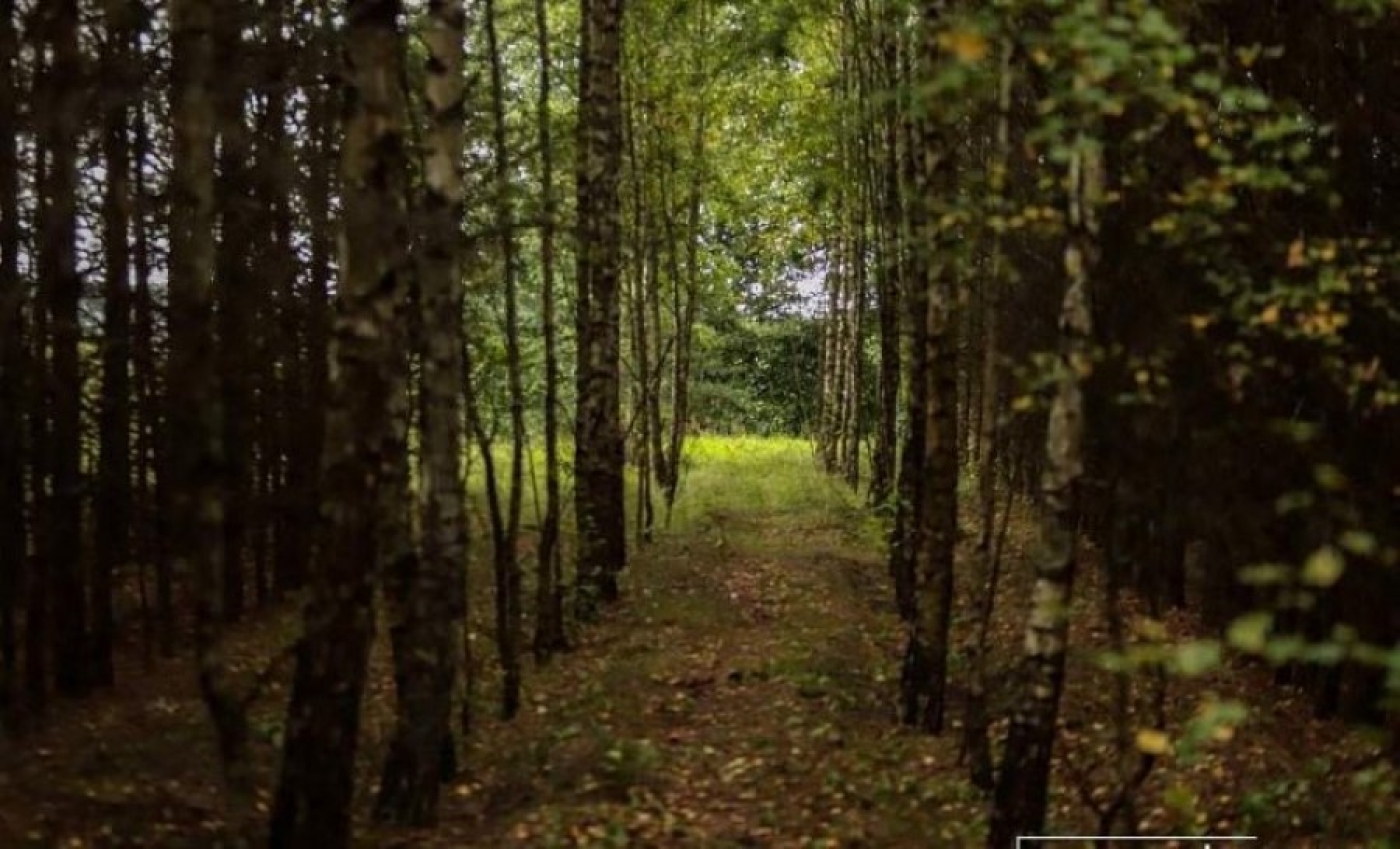 Только в шести районах Беларуси можно входить в лес без ограничений