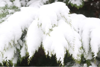 Мокрый снег и до -7°С ночью. Синоптики о погоде в Беларуси на 15 декабря