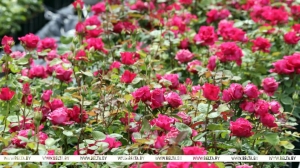 Более 150 видов роз и 3 га лаванды. Цветочный рай в Ветковском районе